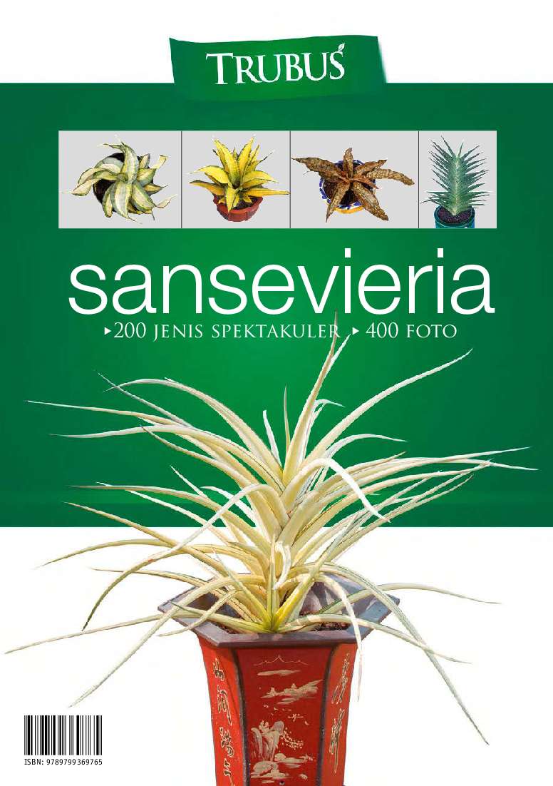 sansevieria