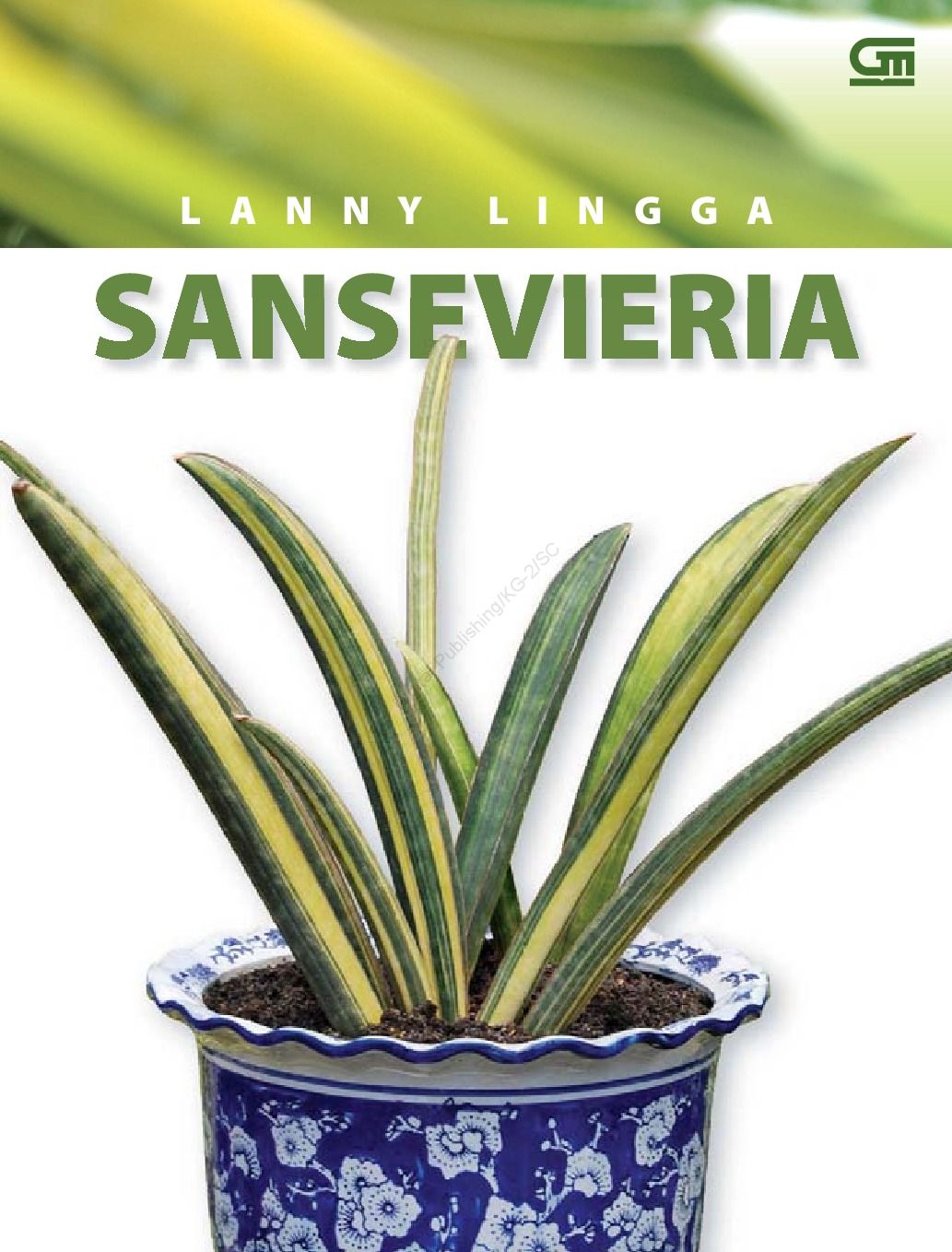 sansevieria