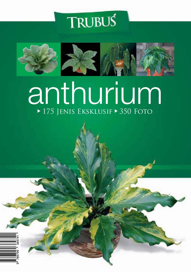 anthurium