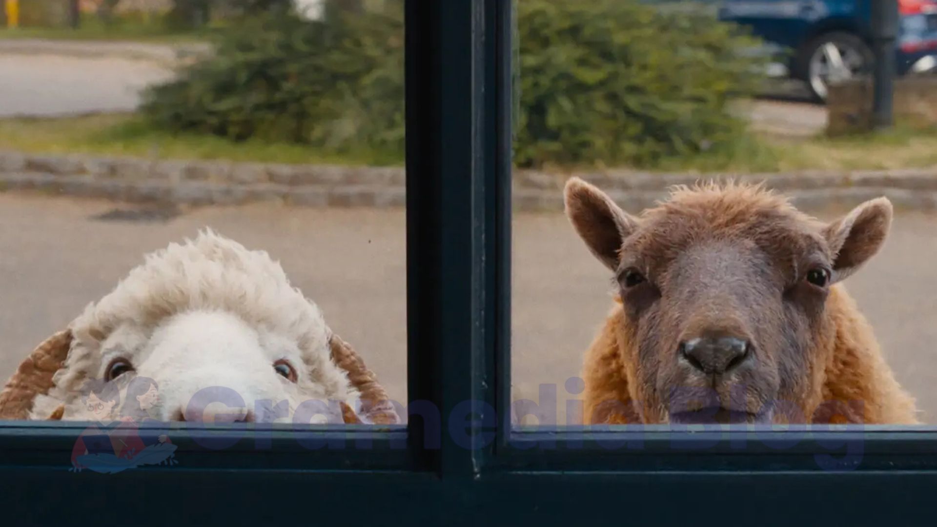 The Sheep Detectives: Komedi Misteri yang Bikin Sekawanan Domba Curiga!
