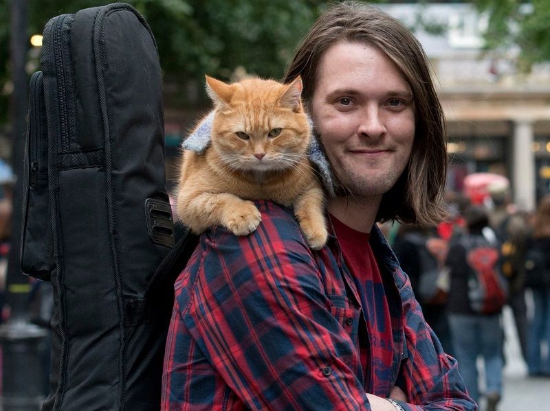 Kucing Populer dalam Buku 'A Street Cat Named Bob' Meninggal. Selamat Jalan Bob!